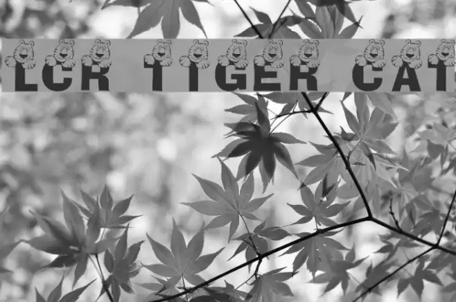 LCR Tiger Cat Font examples