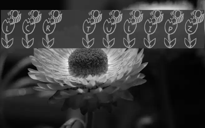 LCR Tulipz Font examples