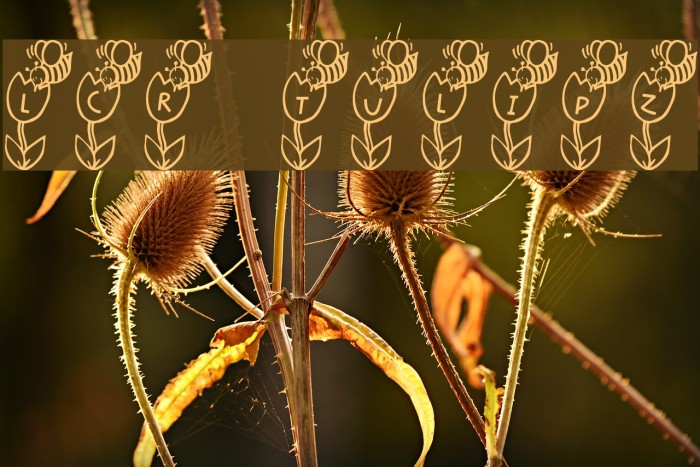 LCR Tulipz Example 3