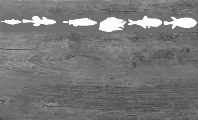 LE FISH Fuentes examples