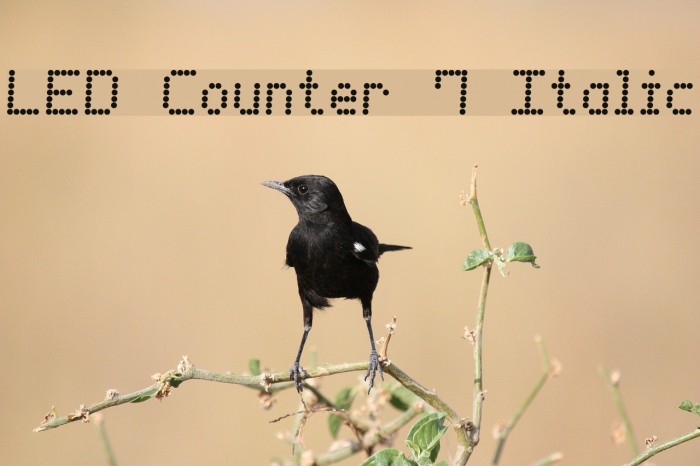 LED Counter 7 Italic Font examples