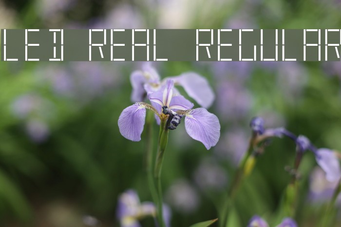 LED Real Regular フォント examples