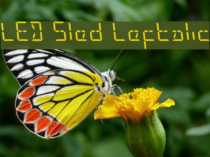 LED Sled Leftalic Example 1