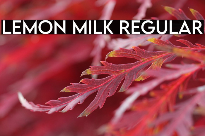 LEMON MILK Regular Example 3