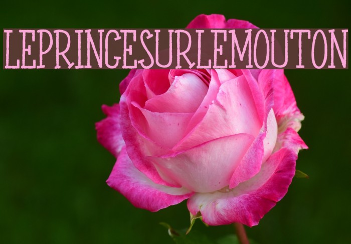 LEPRINCESURLEMOUTON Example 3