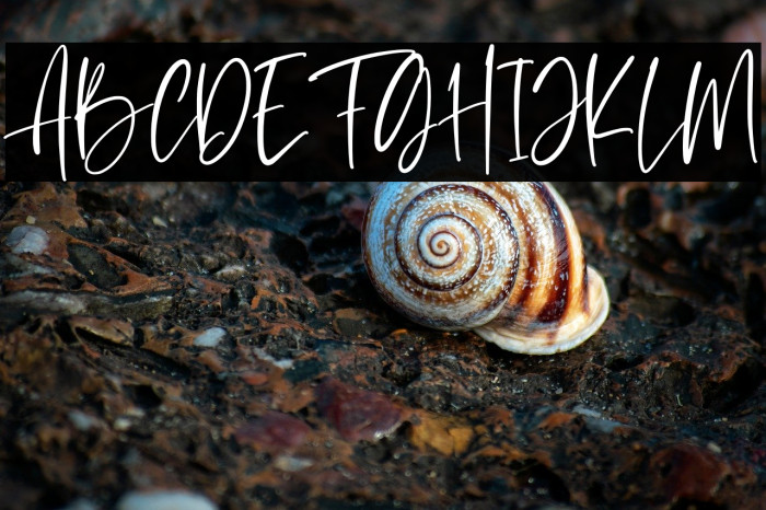 Le Barche Personal Use Example 1