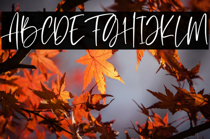 Le Barche Personal Use Example 2