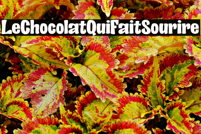 Le Chocolat Qui Fait Sourire Example 1