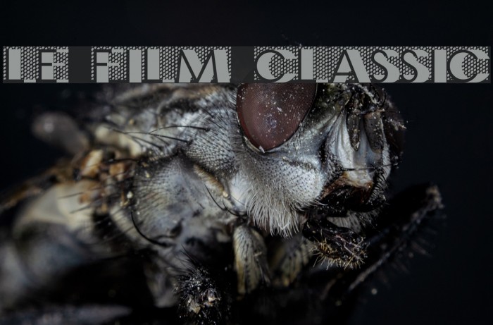 Le Film Classic Font examples