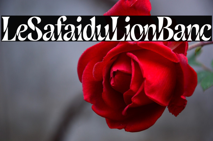 Le Safari du Lion Blanc Example 3