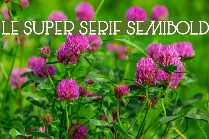 Le Super Serif SemiBold Font examples