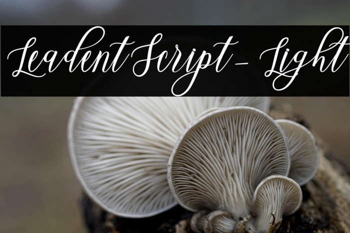 LeadentScript-Light Example 3