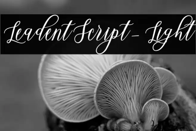 LeadentScript-Light Font examples