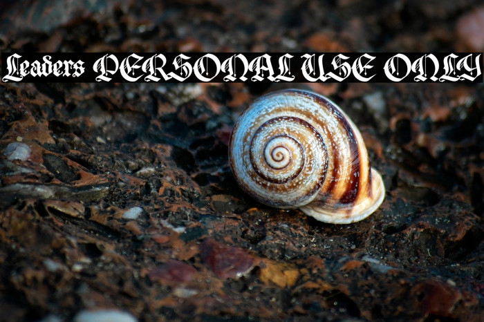 Leaders PERSONAL USE ONLY Example 2