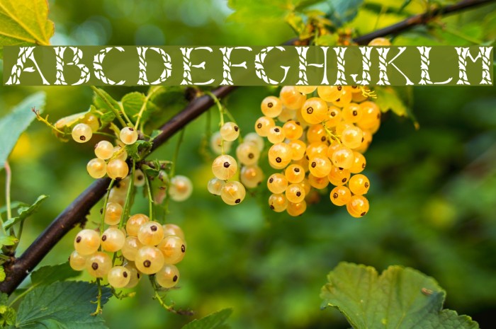 LeafyStencil Example 2