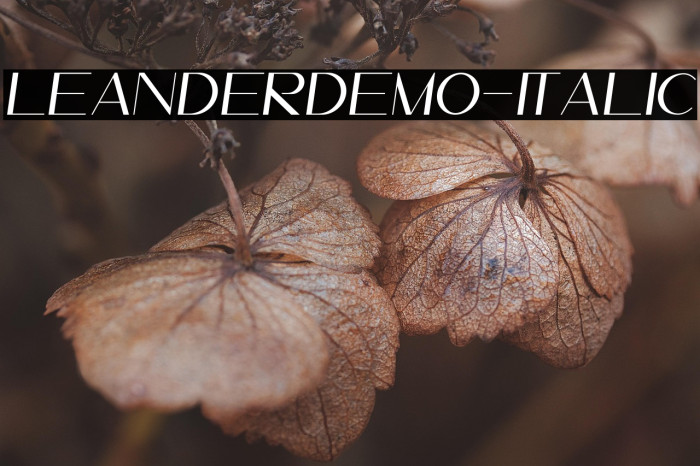 LeanderDemo-Italic Example 1