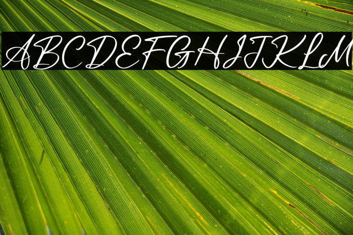 Leandro Daniel Example 2