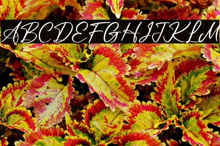 Leandro Daniel Example 3