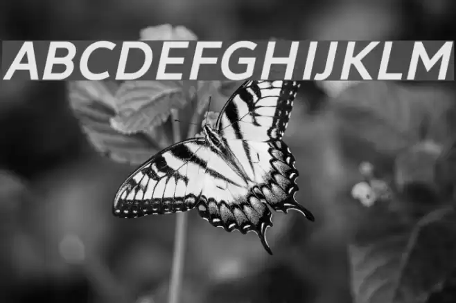 LearnShareColaborate-BoldItalic Font examples