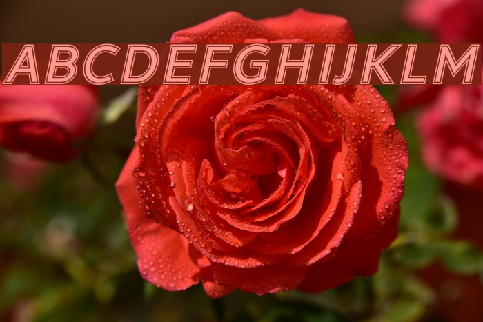 LearnShareColaborateInout-Italic Example 2