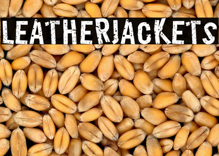 LeatherJackets Example 2