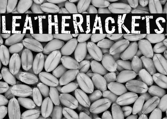 LeatherJackets Example 2