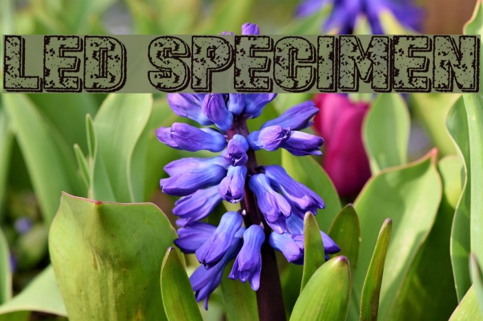 Led Specimen Font examples