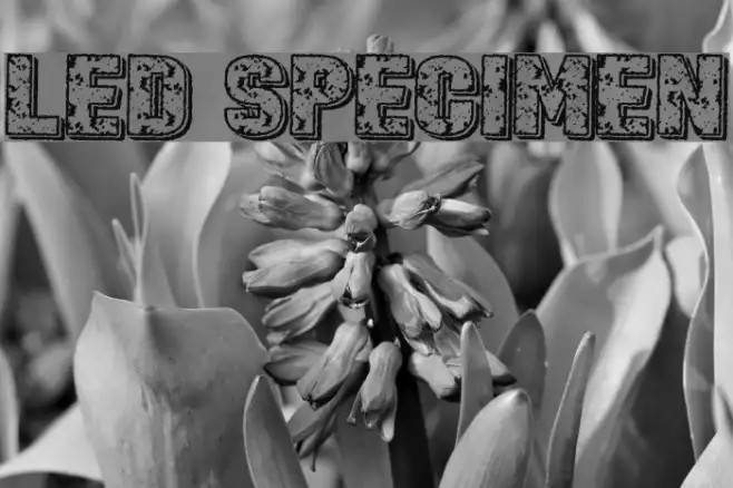 Led Specimen Example 2