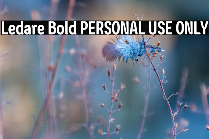 Ledare Bold PERSONAL USE ONLY Example 3