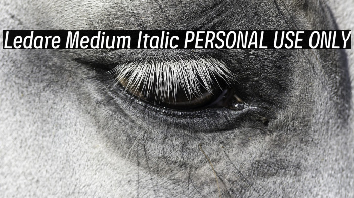 Ledare Medium Italic PERSONAL USE ONLY Example 1
