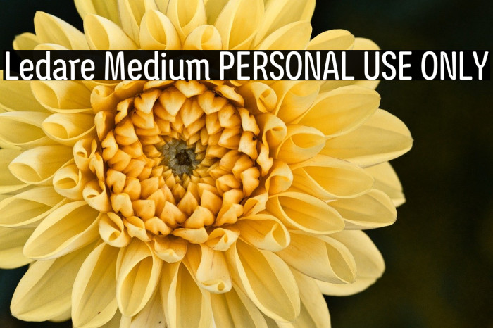 Ledare Medium PERSONAL USE ONLY Example 2