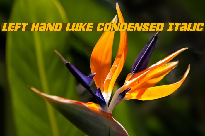 Left Hand Luke Condensed Italic Font examples