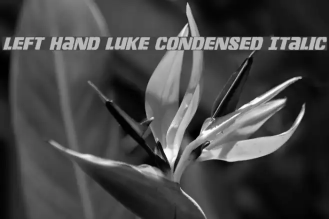 Left Hand Luke Condensed Italic Example 3