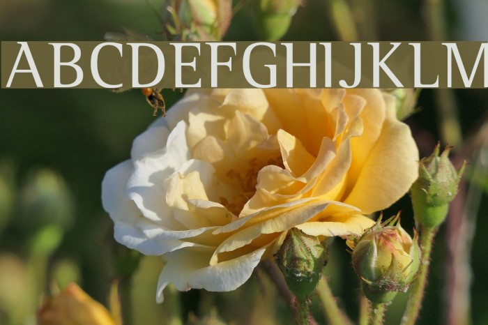 Leftist Mono Serif Font examples