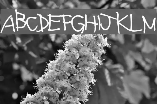 Lefty Normal 字体 examples