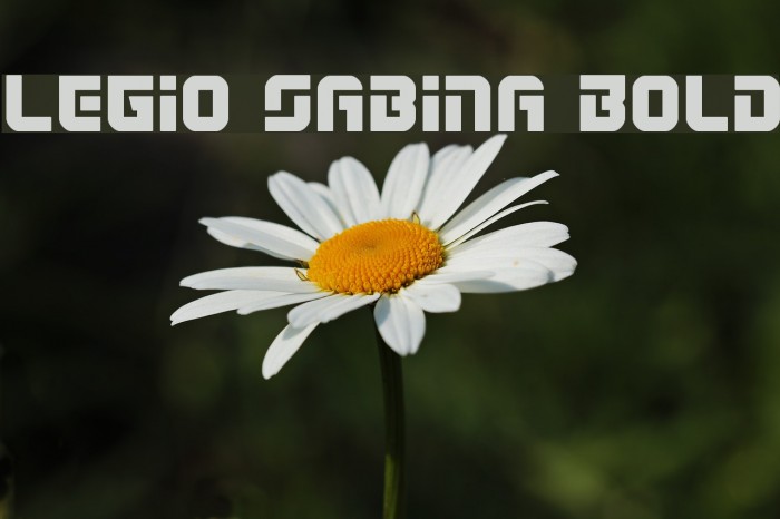 Legio Sabina Bold Font examples