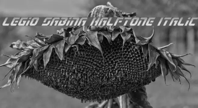 Legio Sabina Halftone Italic Font examples