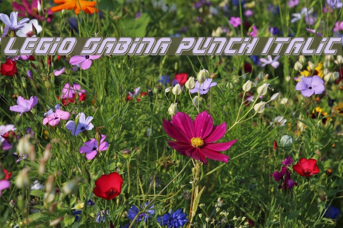 Legio Sabina Punch Italic Font examples