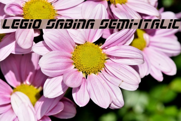Legio Sabina Semi-Italic Font examples