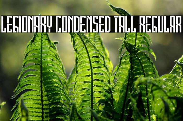 Legionary Condensed Tall Regular Example 3