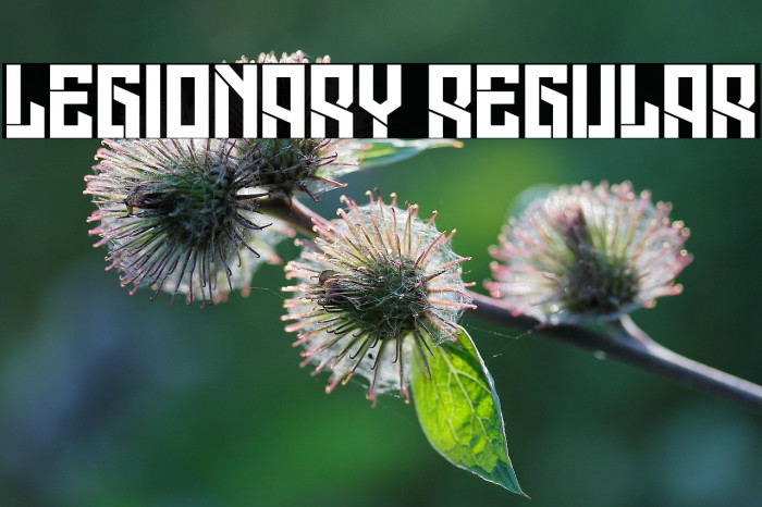 Legionary Regular Example 2