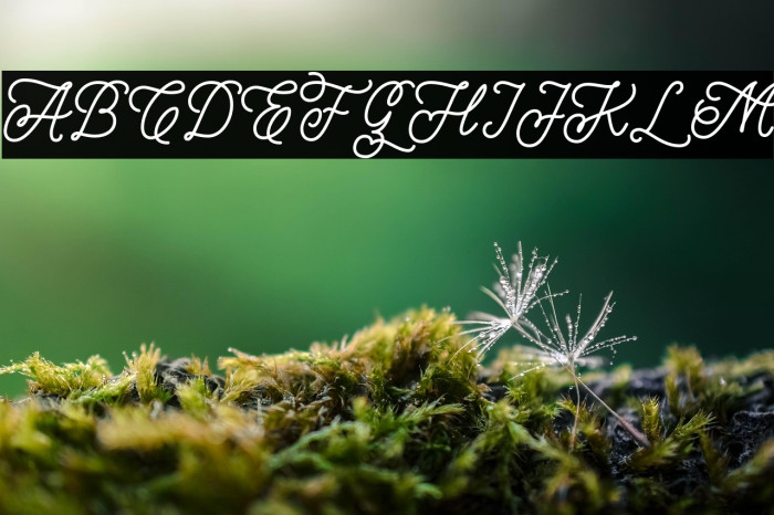 LeightonzFREE Example 3