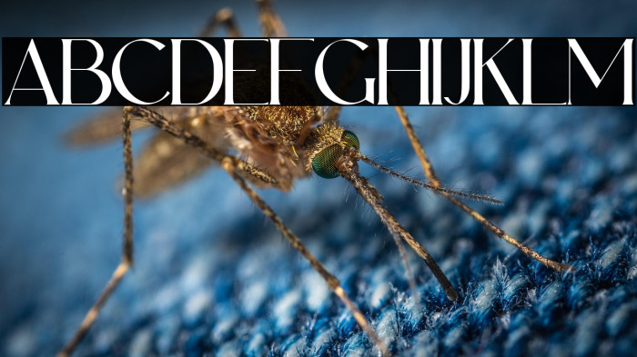 Leky Calgria Personal Use Example 1