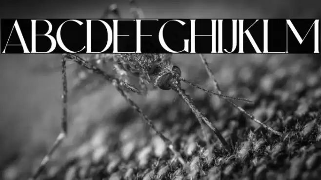 Leky Calgria Personal Use Font examples