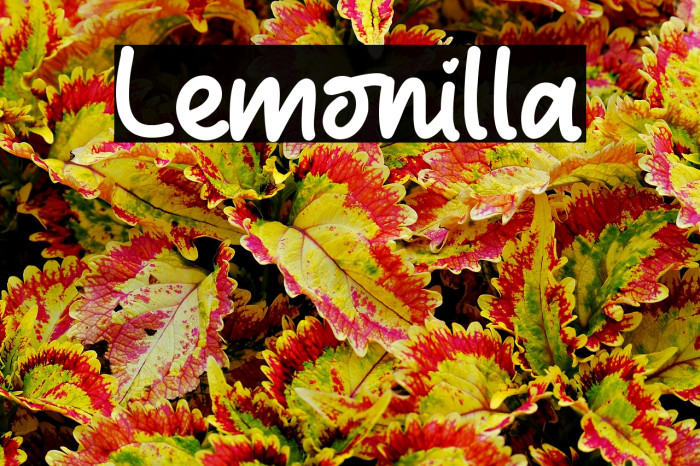 Lemonilla Example 3