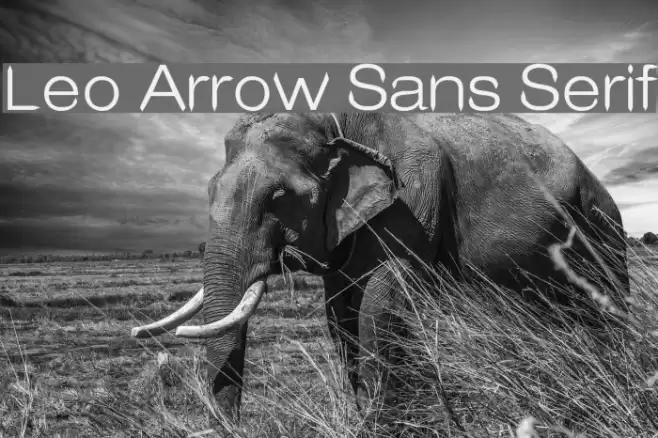 Leo Arrow Sans Serif Font examples