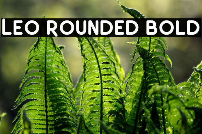 Leo Rounded Bold Example 2