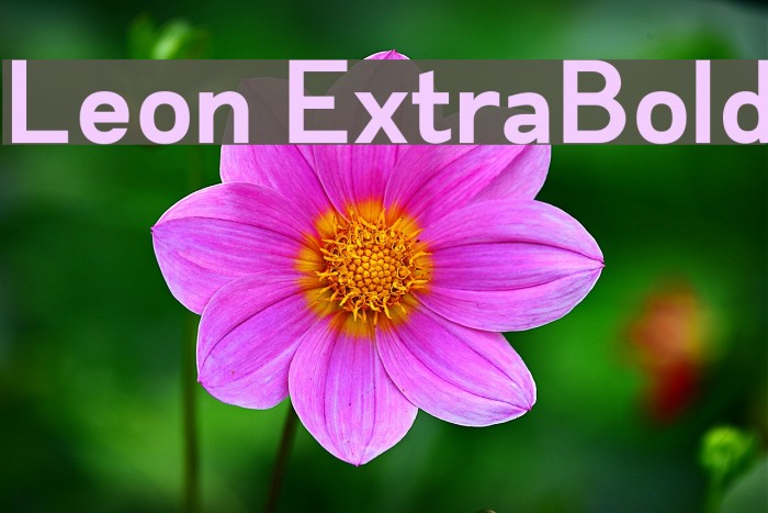 Leon ExtraBold Font examples