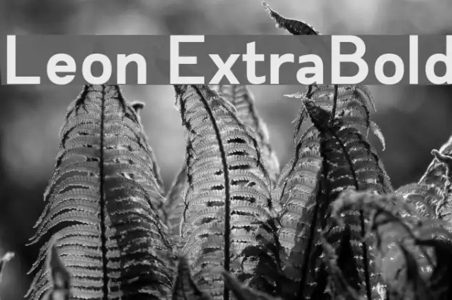 Leon ExtraBold Example 3