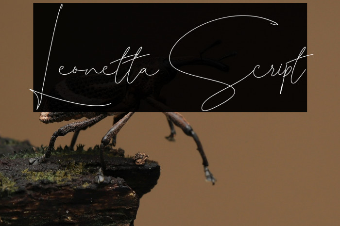 Leonetta Script Example 3